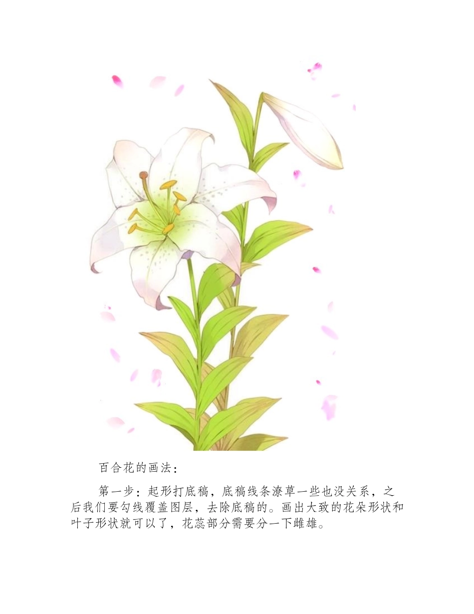 花卉插画教程：百合花的画法插画教程_第2页
