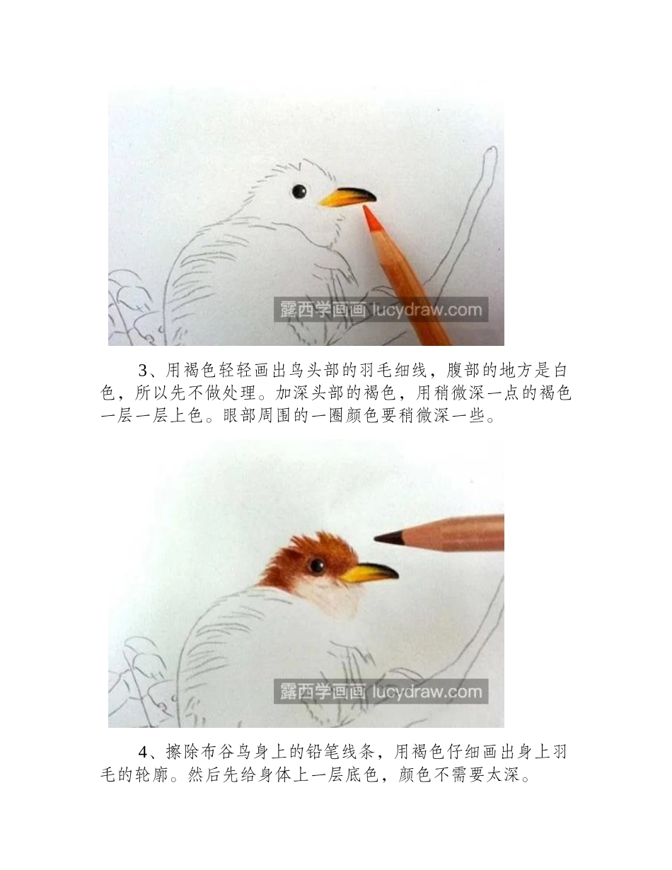 黄色布谷鸟怎么画_如何进行彩铅上色_彩铅画教程_第2页