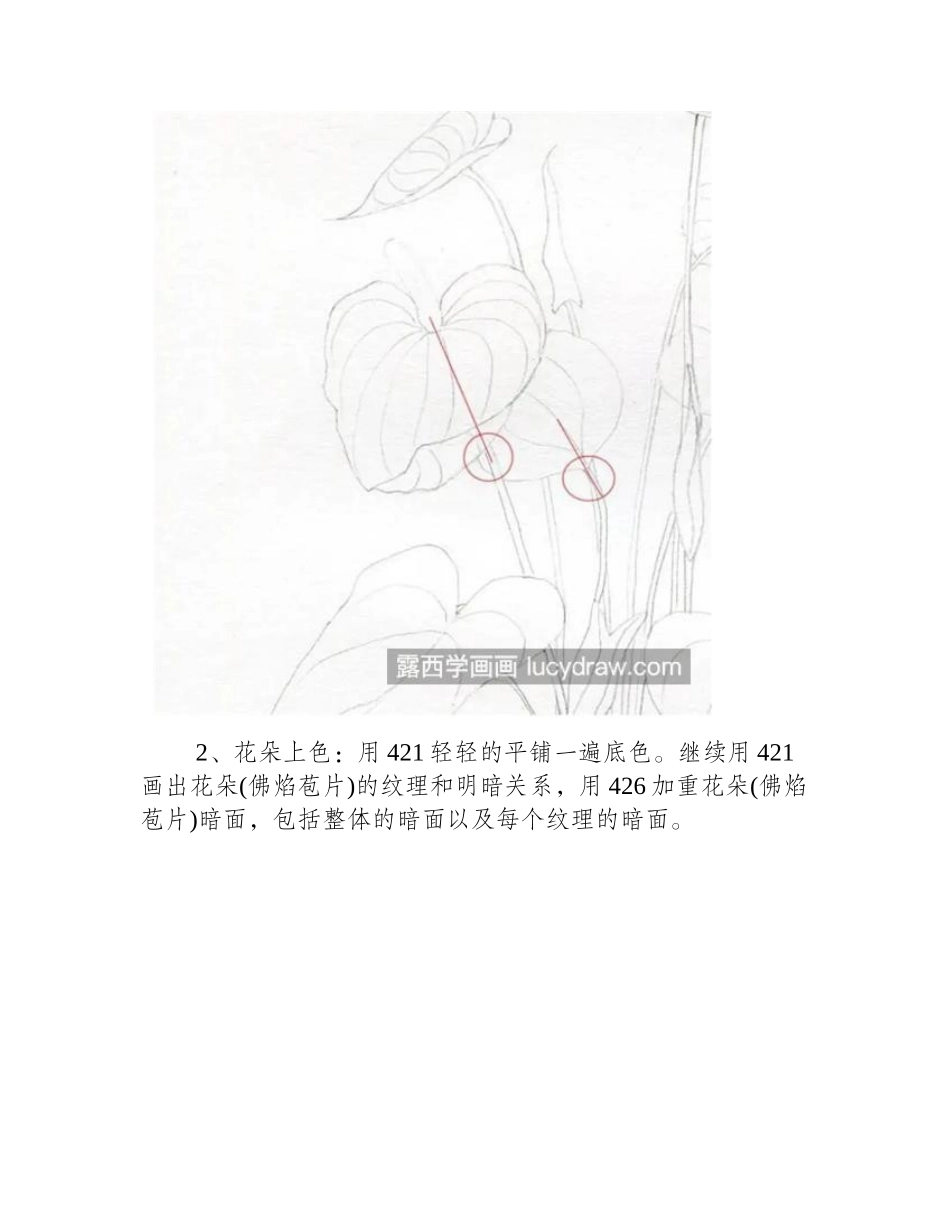 红掌怎么画_花烛的详细画法是什么_彩铅画教程_第2页