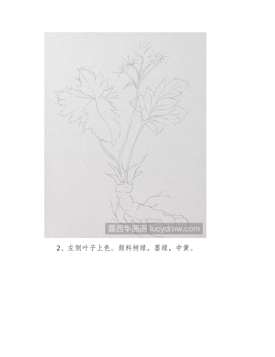 教你画一株黄连水彩画教程_第2页