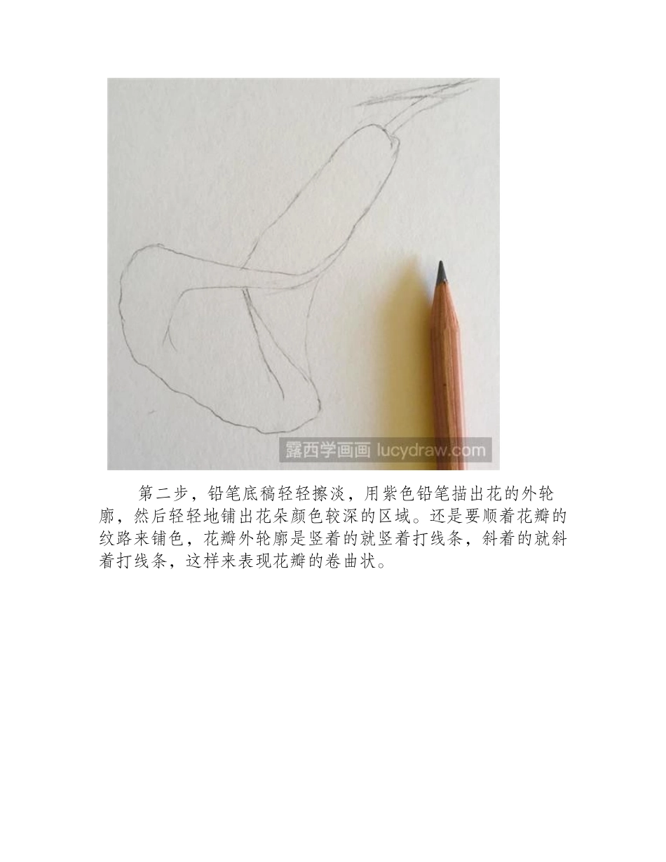 海芋花彩铅画步骤彩铅画教程_第2页
