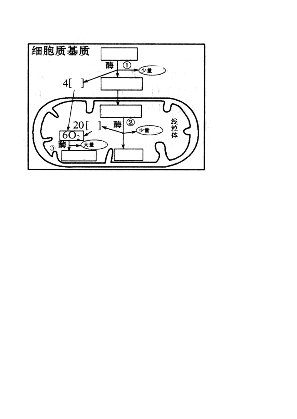 高一生物必修1 ATP的主要来源-----细胞呼吸_第3页