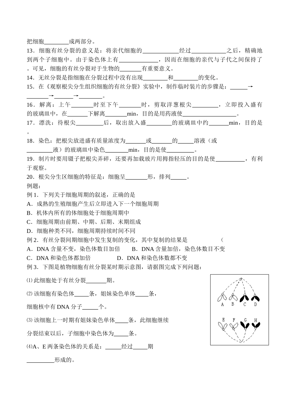 高一生物 细胞有丝分裂_第2页