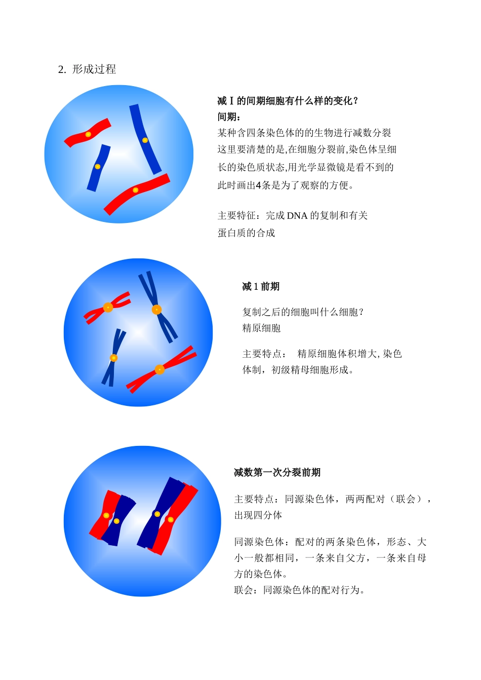 高一生物 第2节 减数分裂和受精作用_第2页