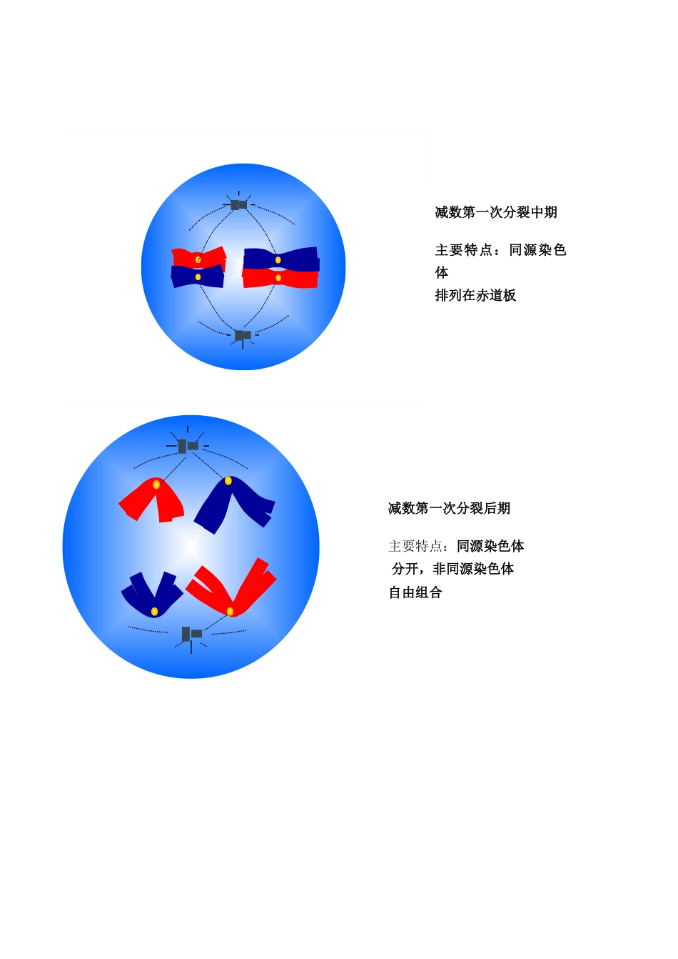 高一生物 第2节 减数分裂和受精作用_第3页