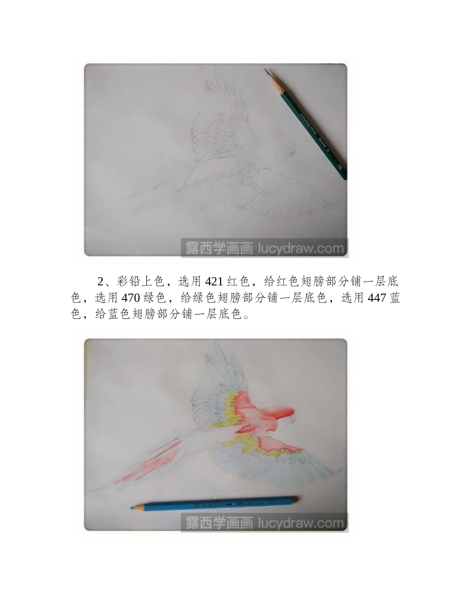 教你画一只展翅鹦鹉彩铅画教程_第2页