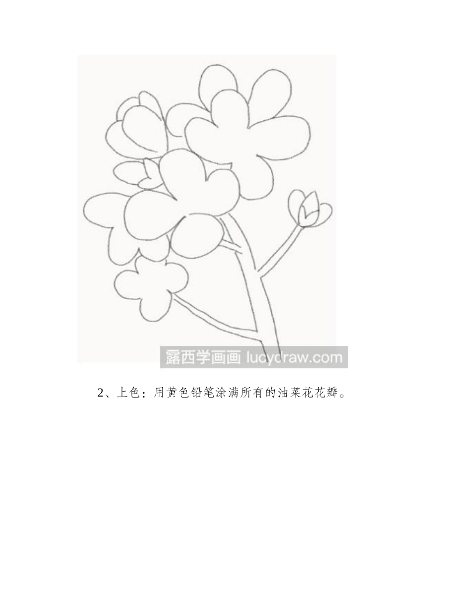 教你画油菜花彩铅画教程1_第2页