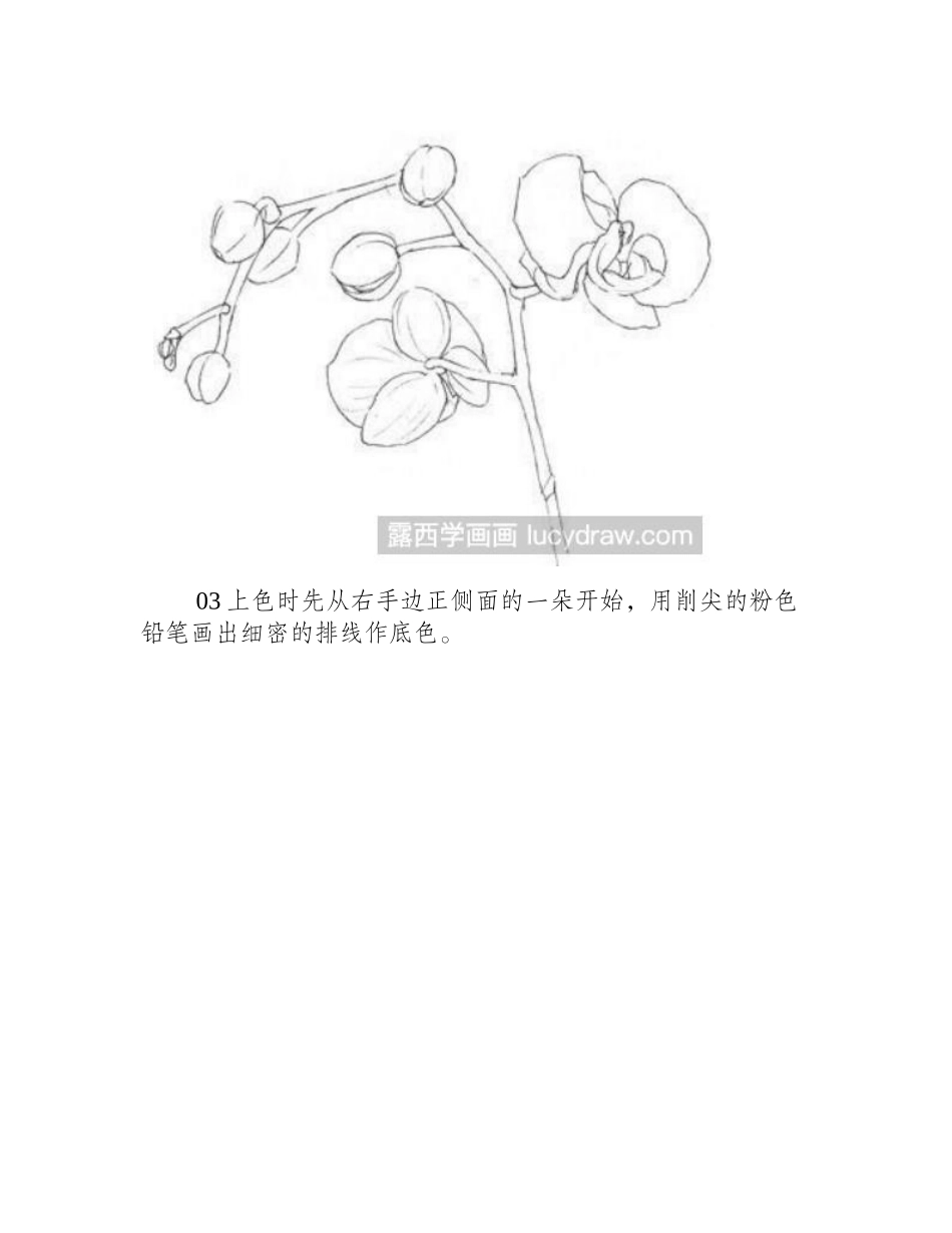 蝴蝶兰彩铅画教程彩铅画教程_第2页