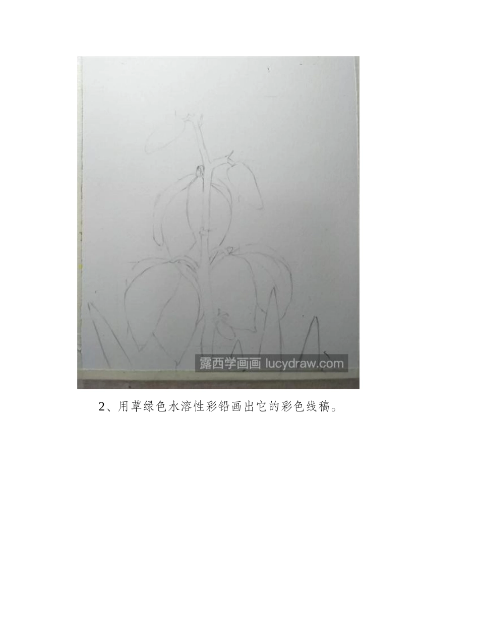 剑麻花怎么画_零基础水彩剑麻教程分享水彩画教程_第2页