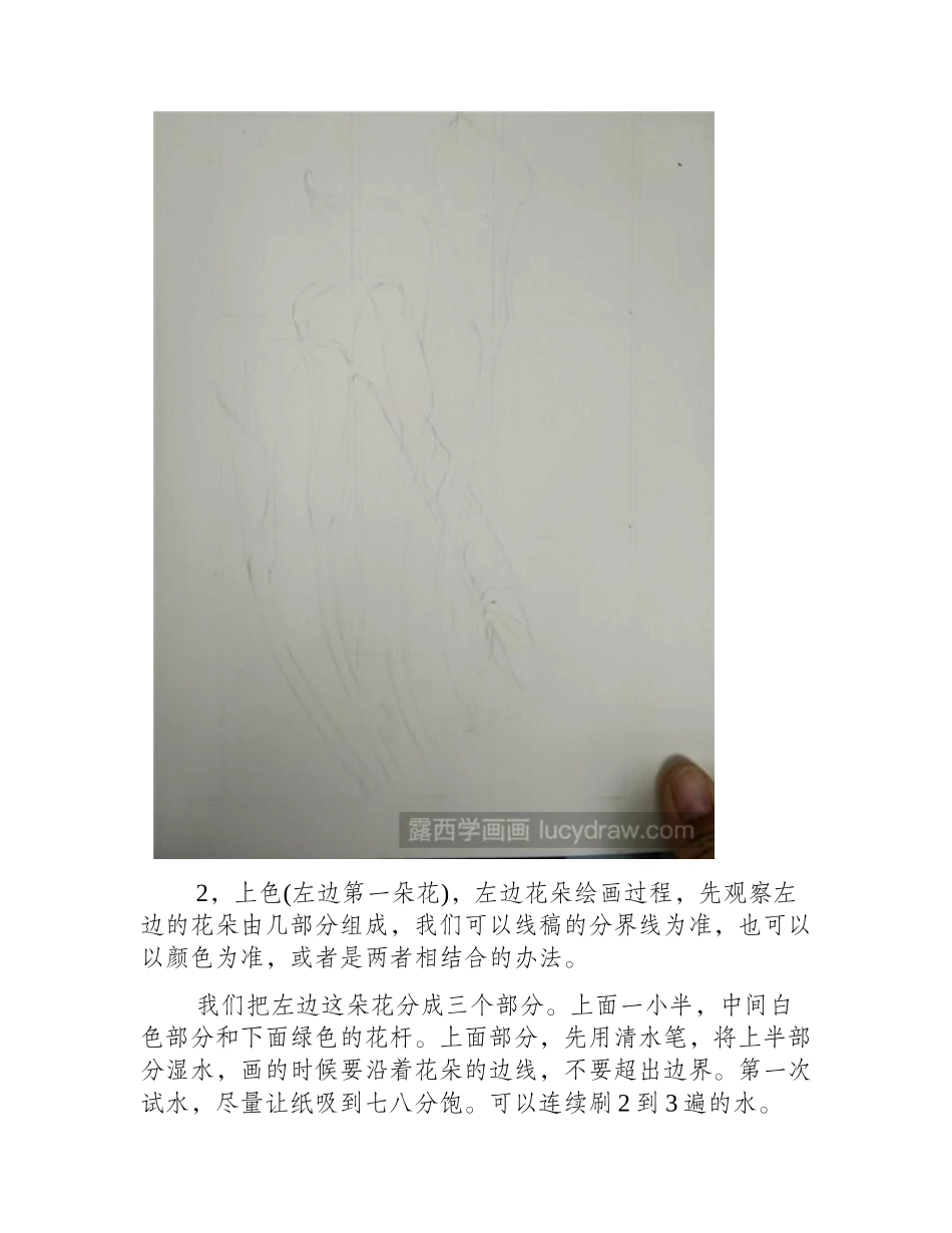 海芋水彩画教程水彩画教程_第2页