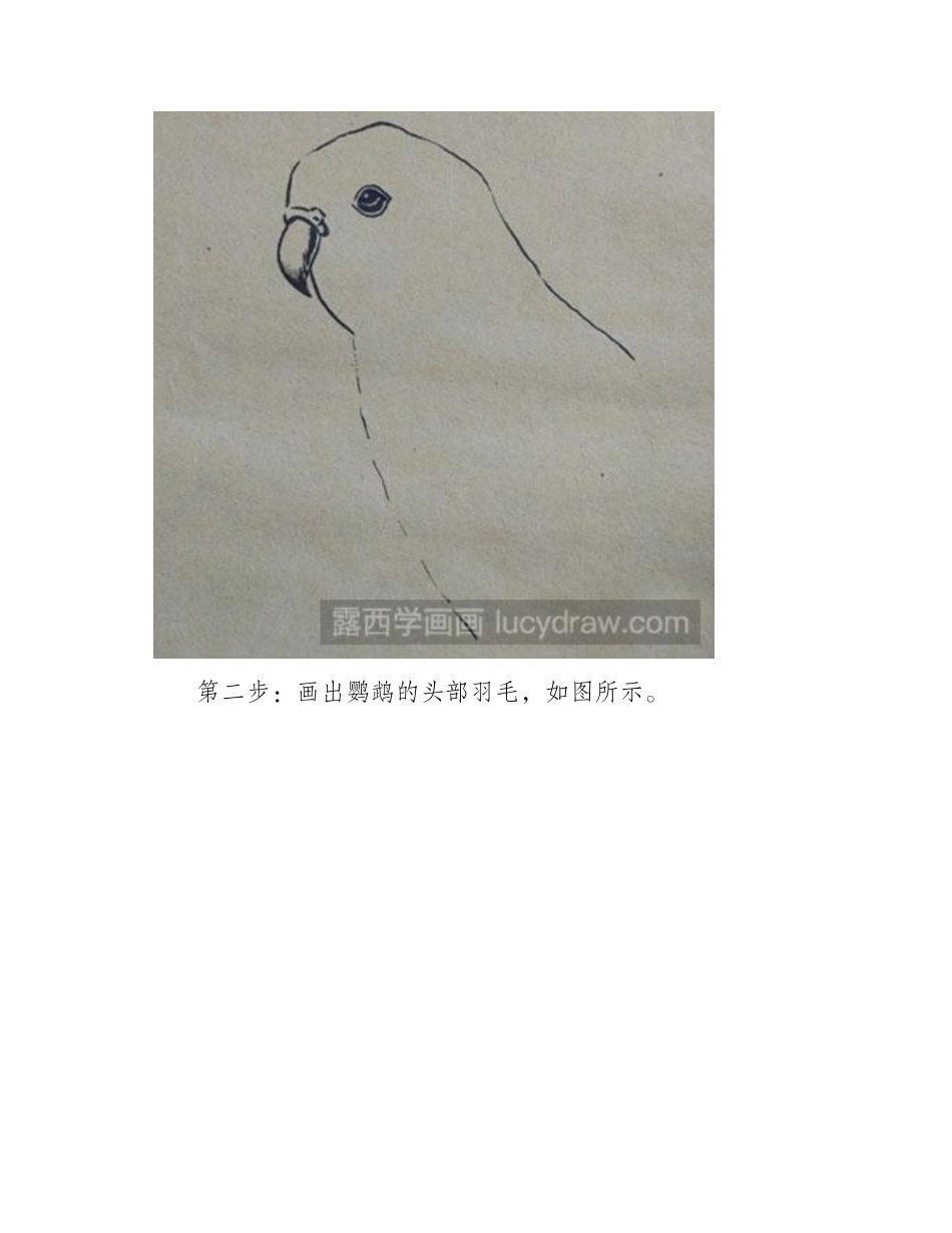 简笔画教程：教你画一只可爱的鹦鹉简笔画教程_第2页