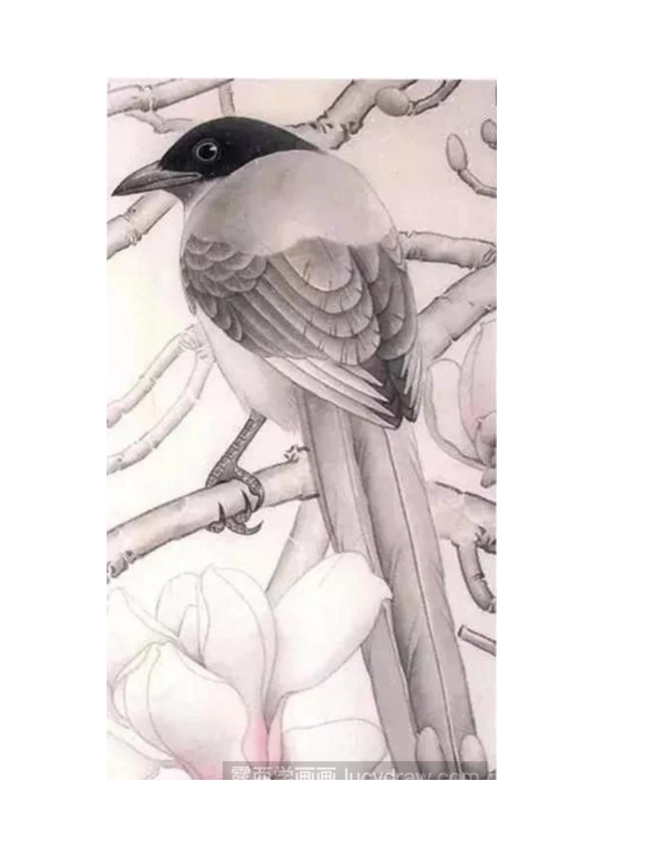 灰喜鹊工笔画教程工笔画教程_第2页