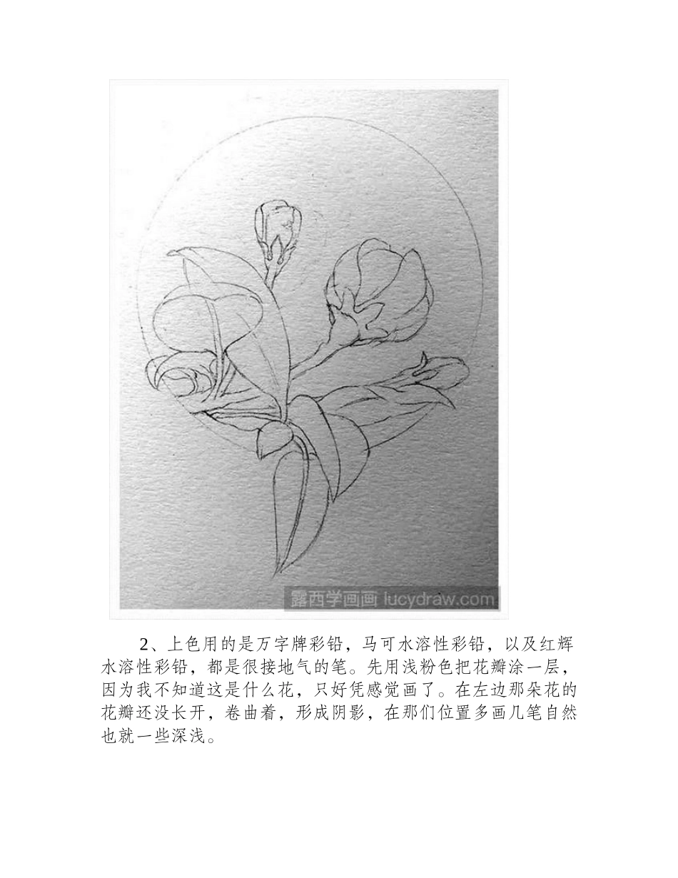 花苞怎么画彩铅画教程1_第2页