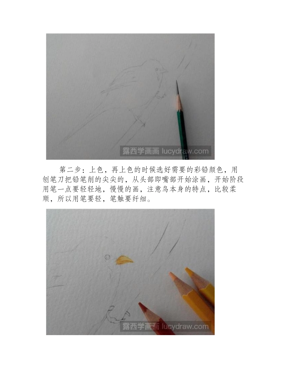 教你用彩铅画文须鸟彩铅画教程_第2页