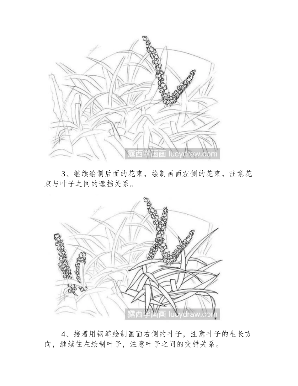 吉祥草怎么画_紫衣草的钢笔画教程是什么_钢笔画教程_第2页