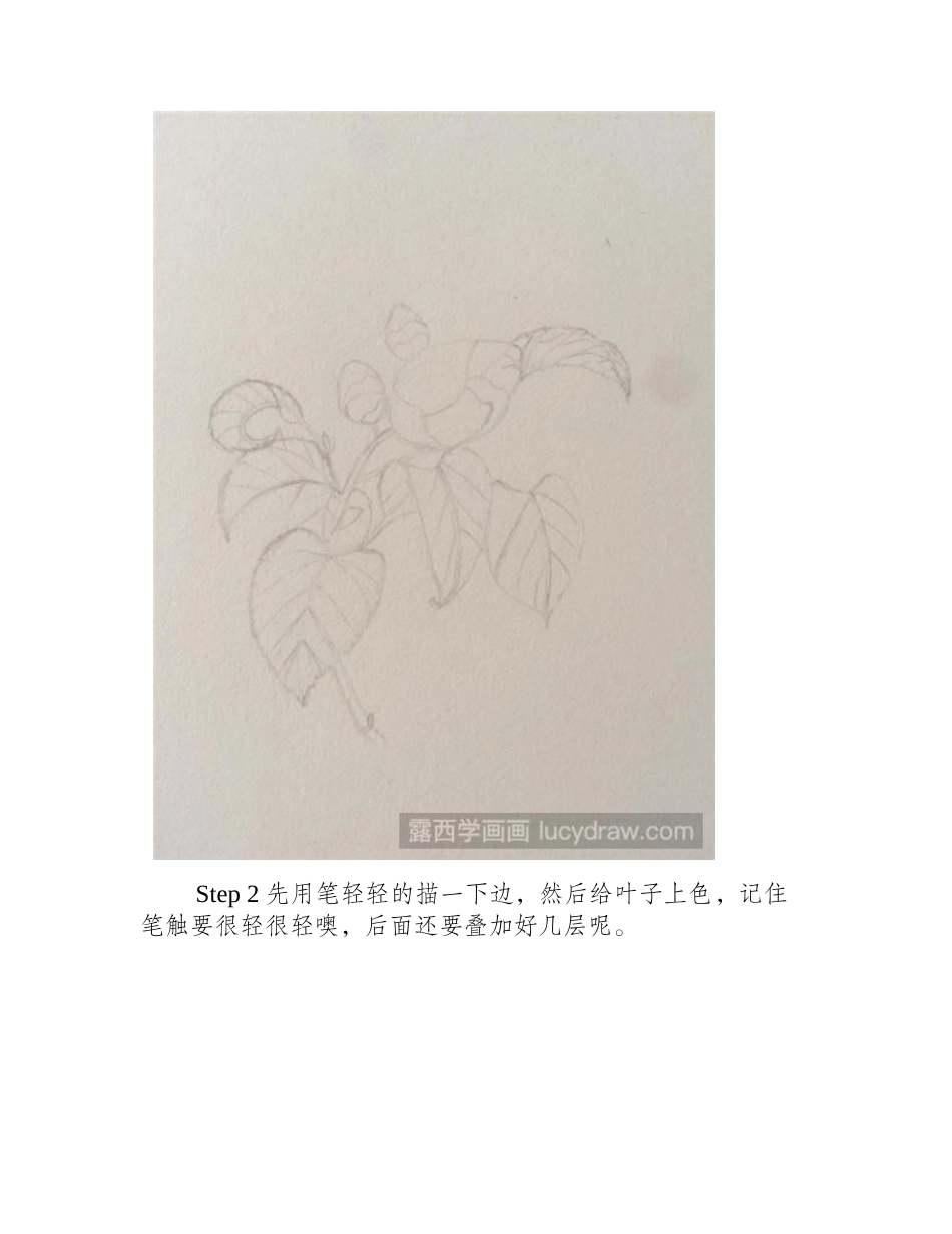 教你用圆珠笔画山茶花钢笔画教程_第2页