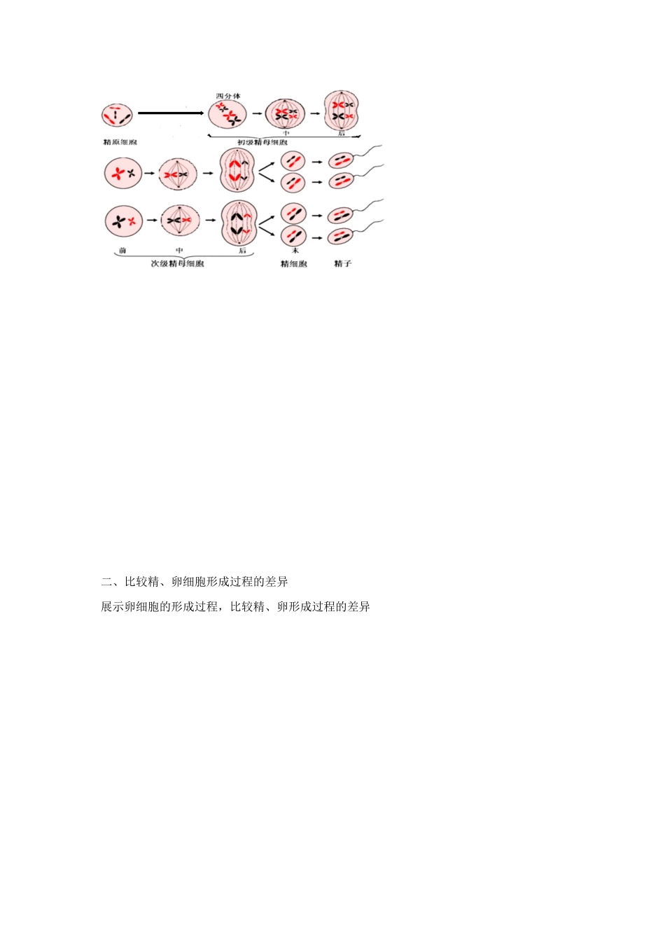 高中生物 第二章 染色体与遗传 第一节 染色体通过配子传给子代教案（4）浙科版必修2-浙科版高一必修2生物教案_第2页