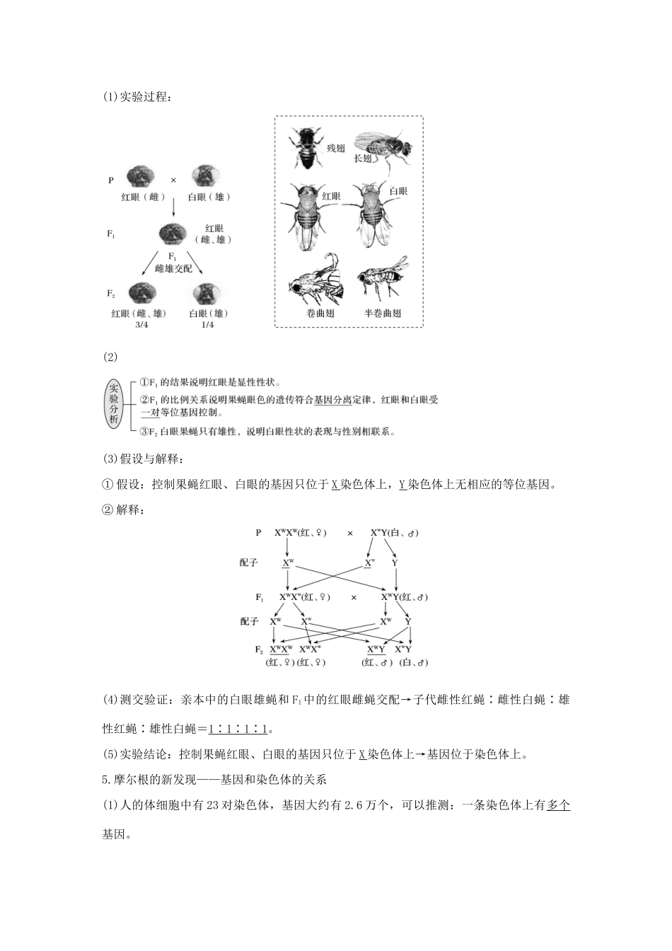 高中生物 第二章 基因和染色体的关系 第2节 基因在染色体上教案 新人教版必修第二册-新人教版高一第二册生物教案_第3页