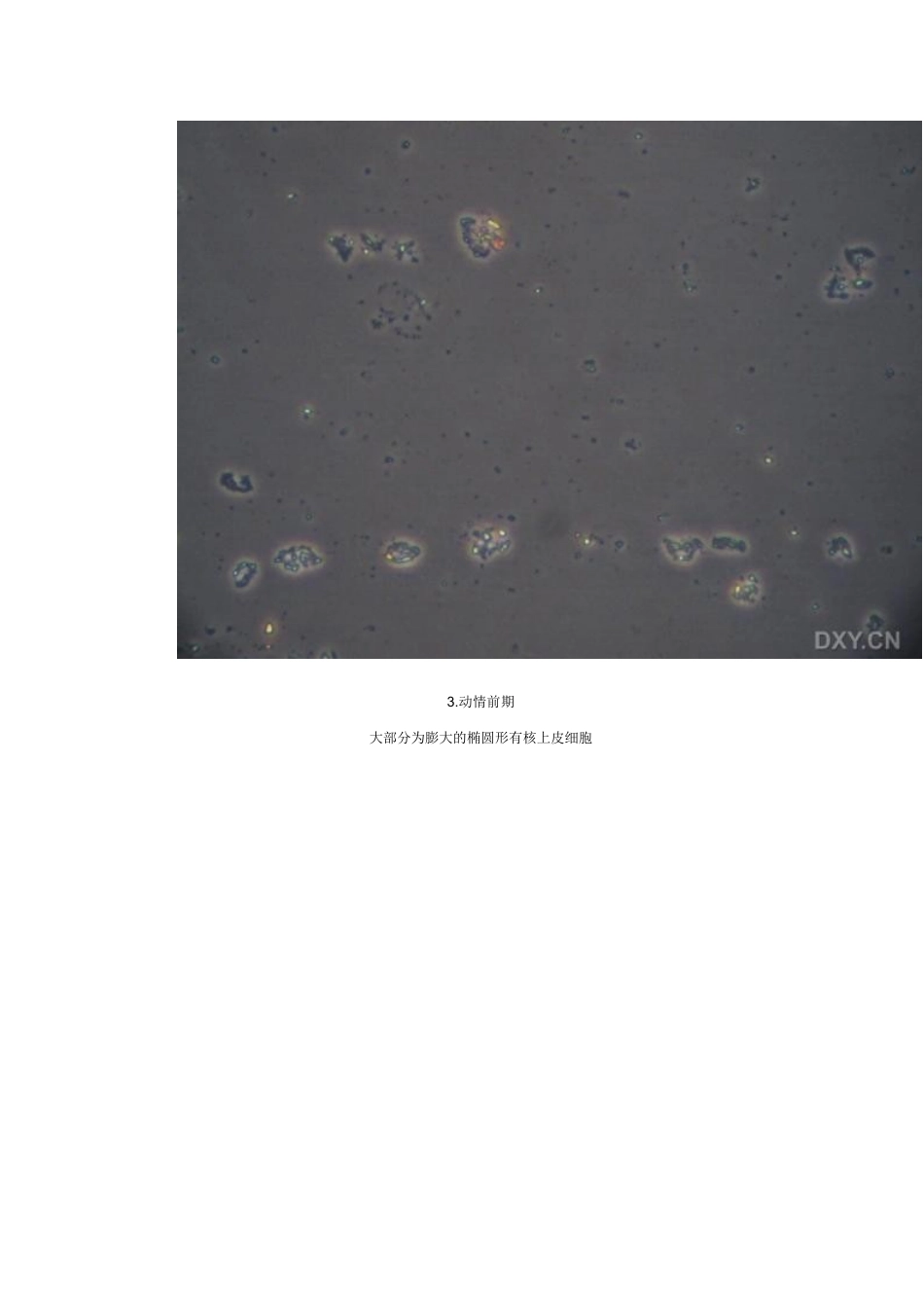 sd大鼠受孕检查(含图片)_第3页