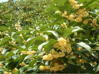 桂花雨陈小苹