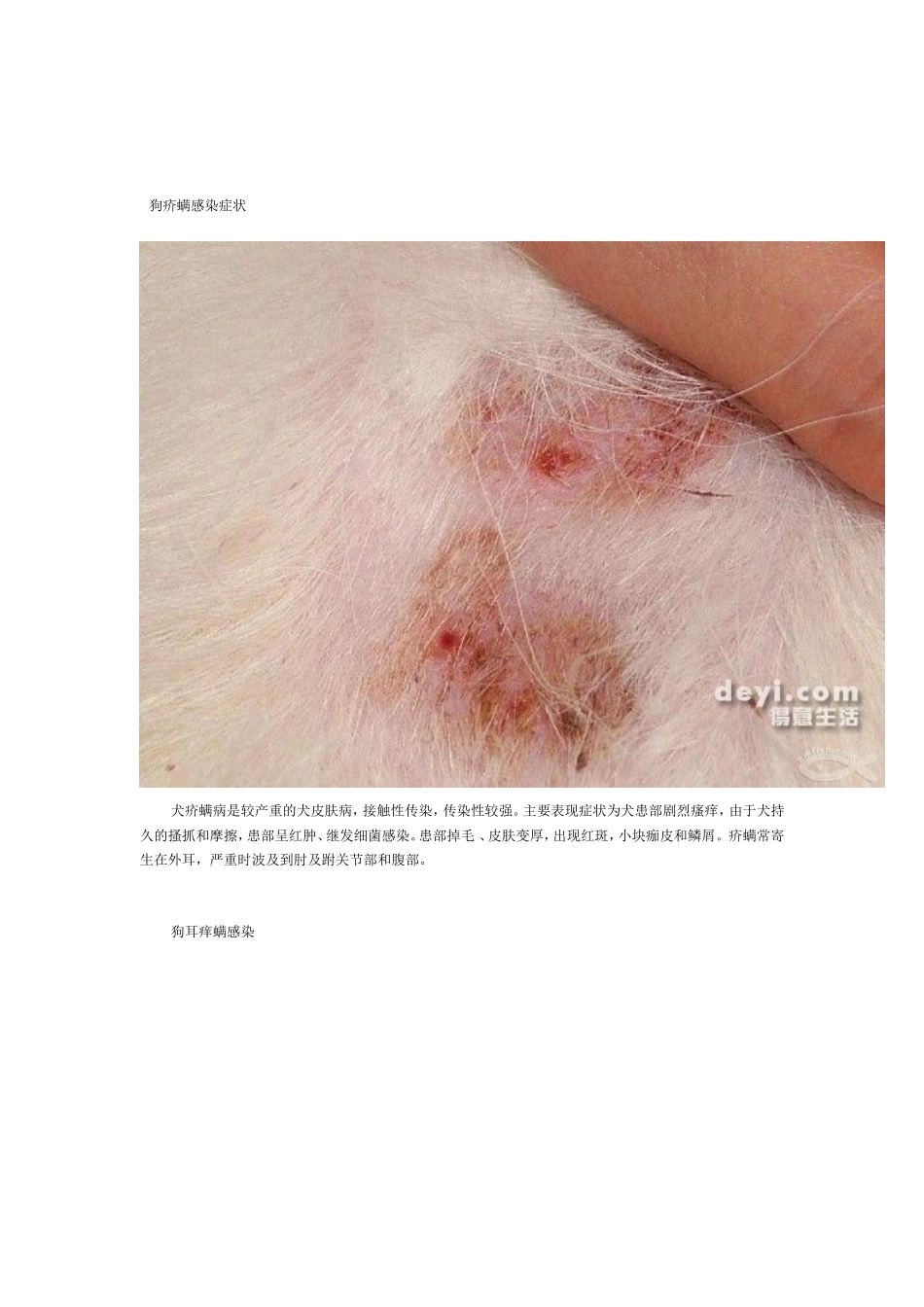 宠物犬皮肤病防治_第3页