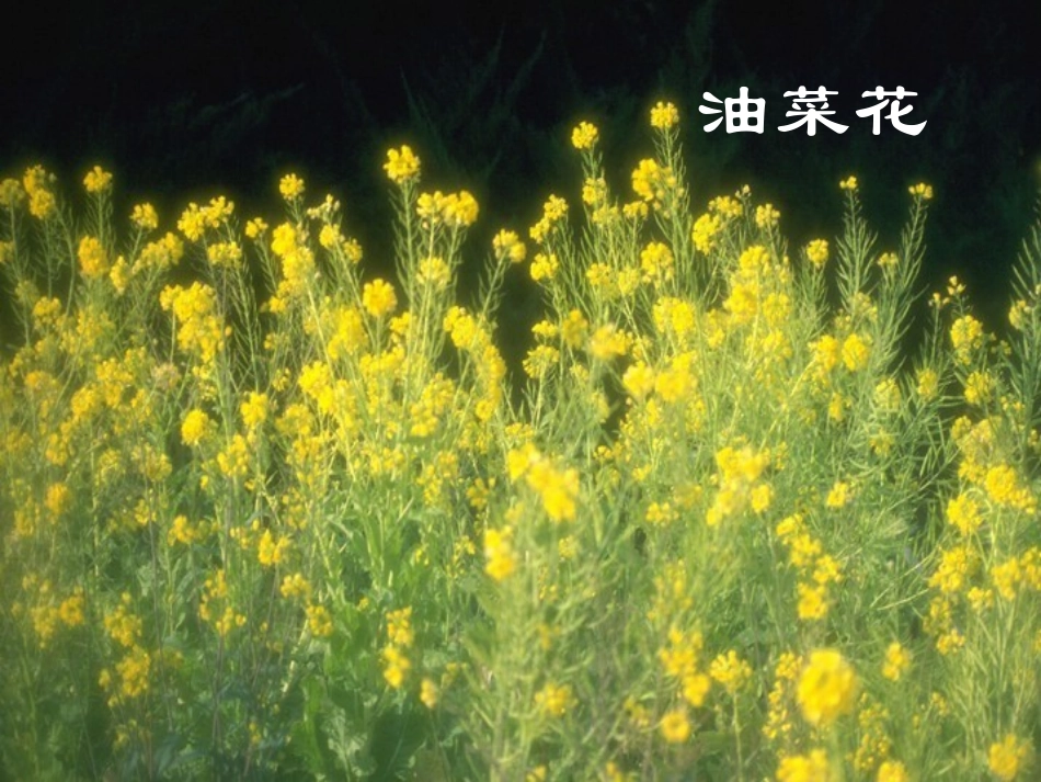 大自然的语言（修改）_第3页