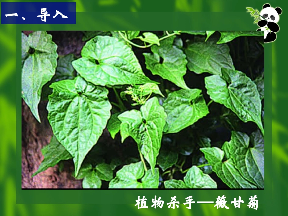 《生物入侵者》课件4_第2页