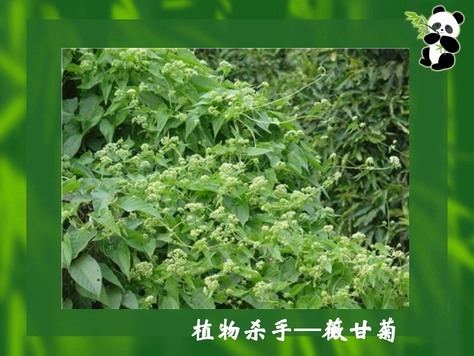 《生物入侵者》课件4_第3页