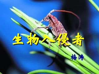 《生物入侵者》课件4