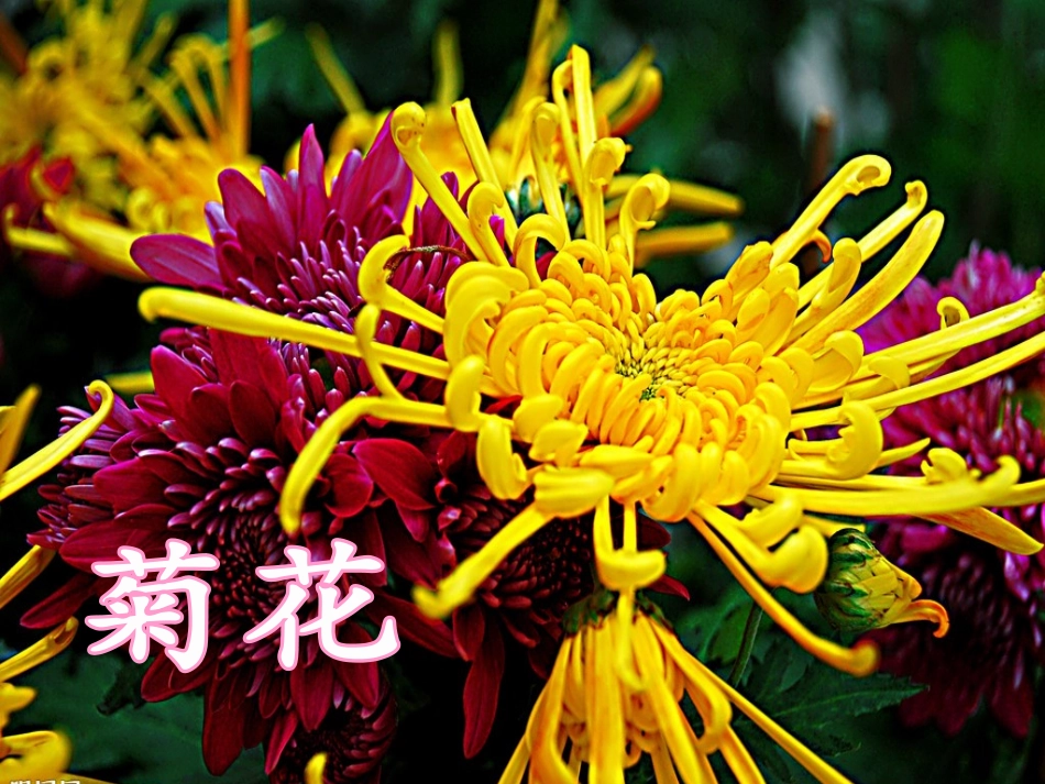 一株紫丁香课件(人教版新课标二年级上册语文课件) (2)_第1页
