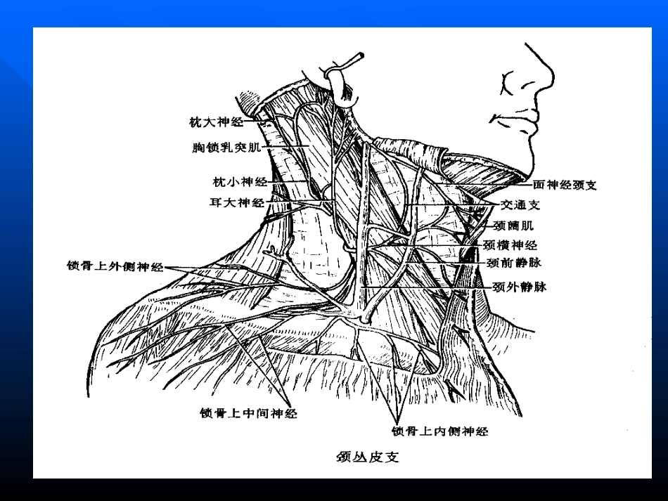 臂丛神经阻滞 - 副本_第3页