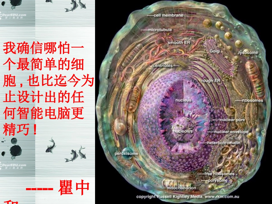 2014高中生物《31细胞膜系统内的边界》课件新人教版必修1_第2页