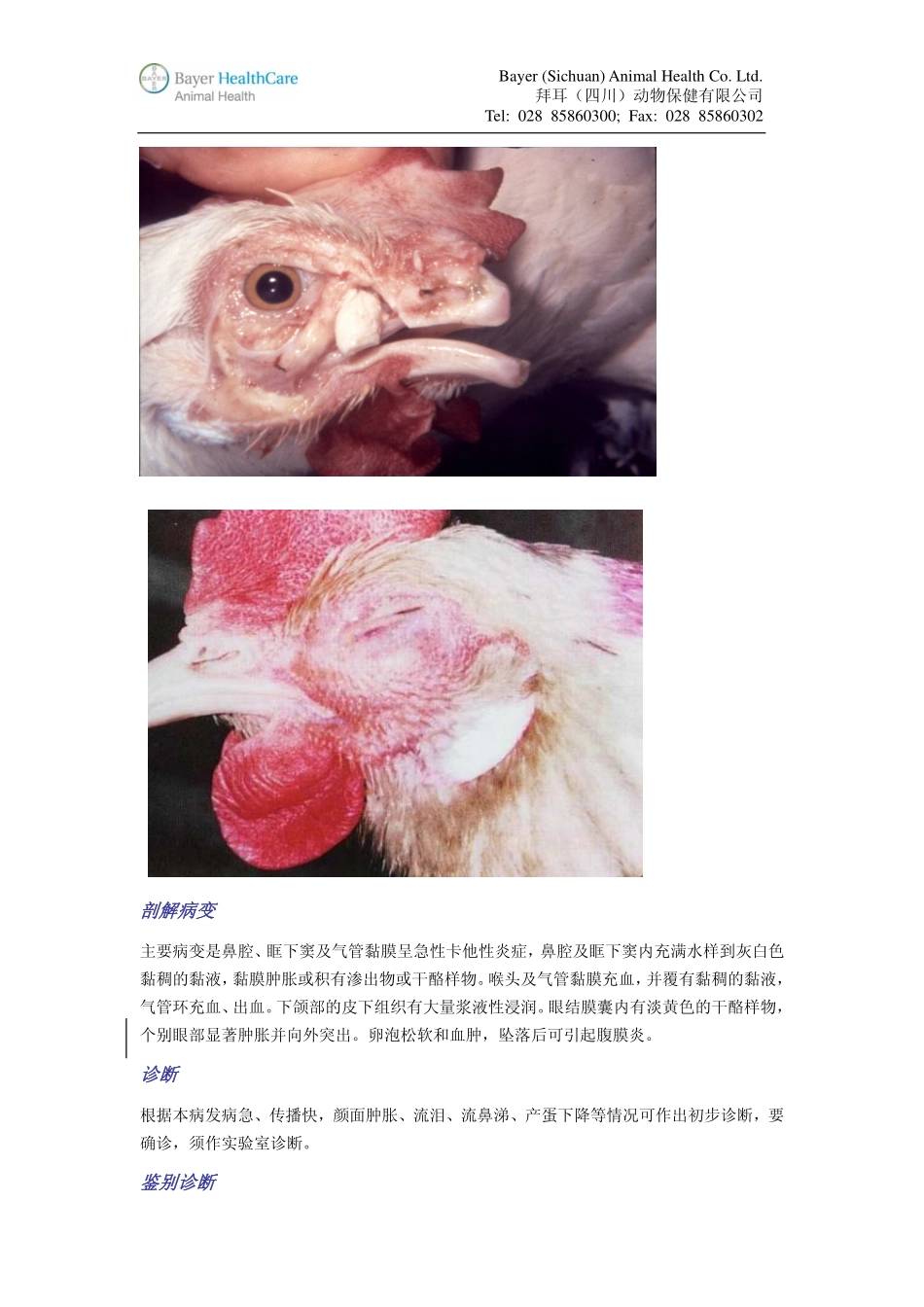 蛋鸡传染性鼻炎(IC)：冬春季的常见病_第2页
