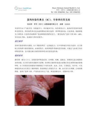 蛋鸡传染性鼻炎(IC)：冬春季的常见病