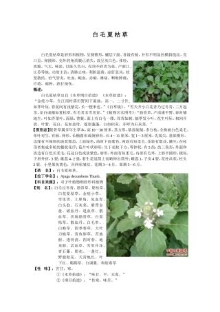 白 毛 夏 枯 草