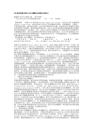 DNA损伤修复过程中H2AX磷酸化的调控及其意义