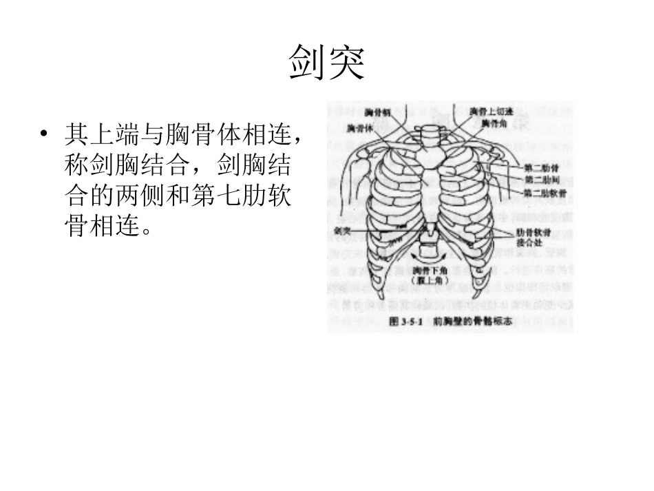 常见人体体表标志_第3页