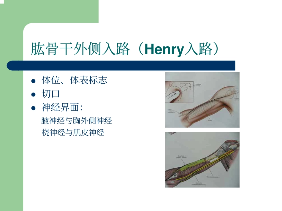 臂及前臂手术入路_第2页