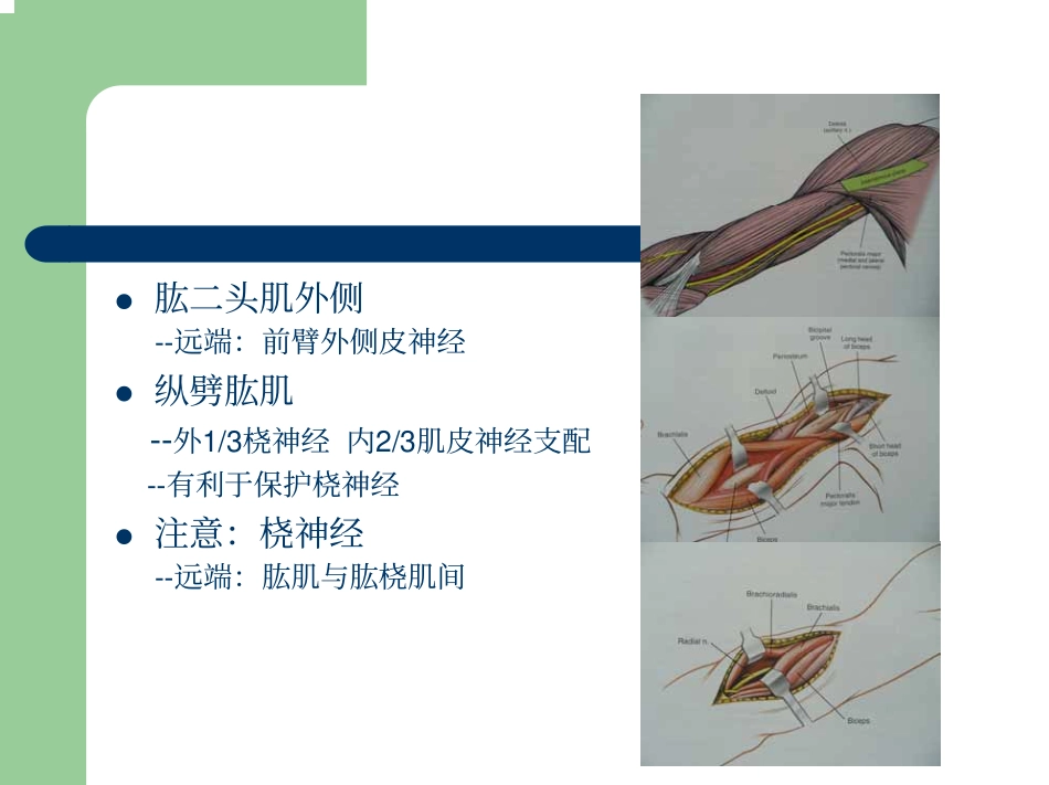 臂及前臂手术入路_第3页