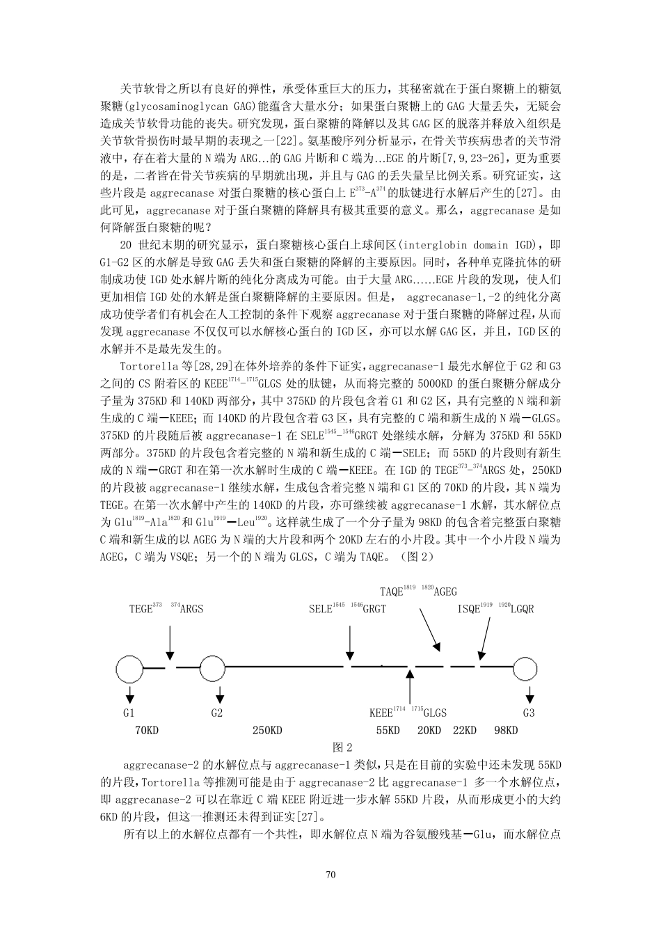 蛋白聚糖酶与骨关节疾病_第3页