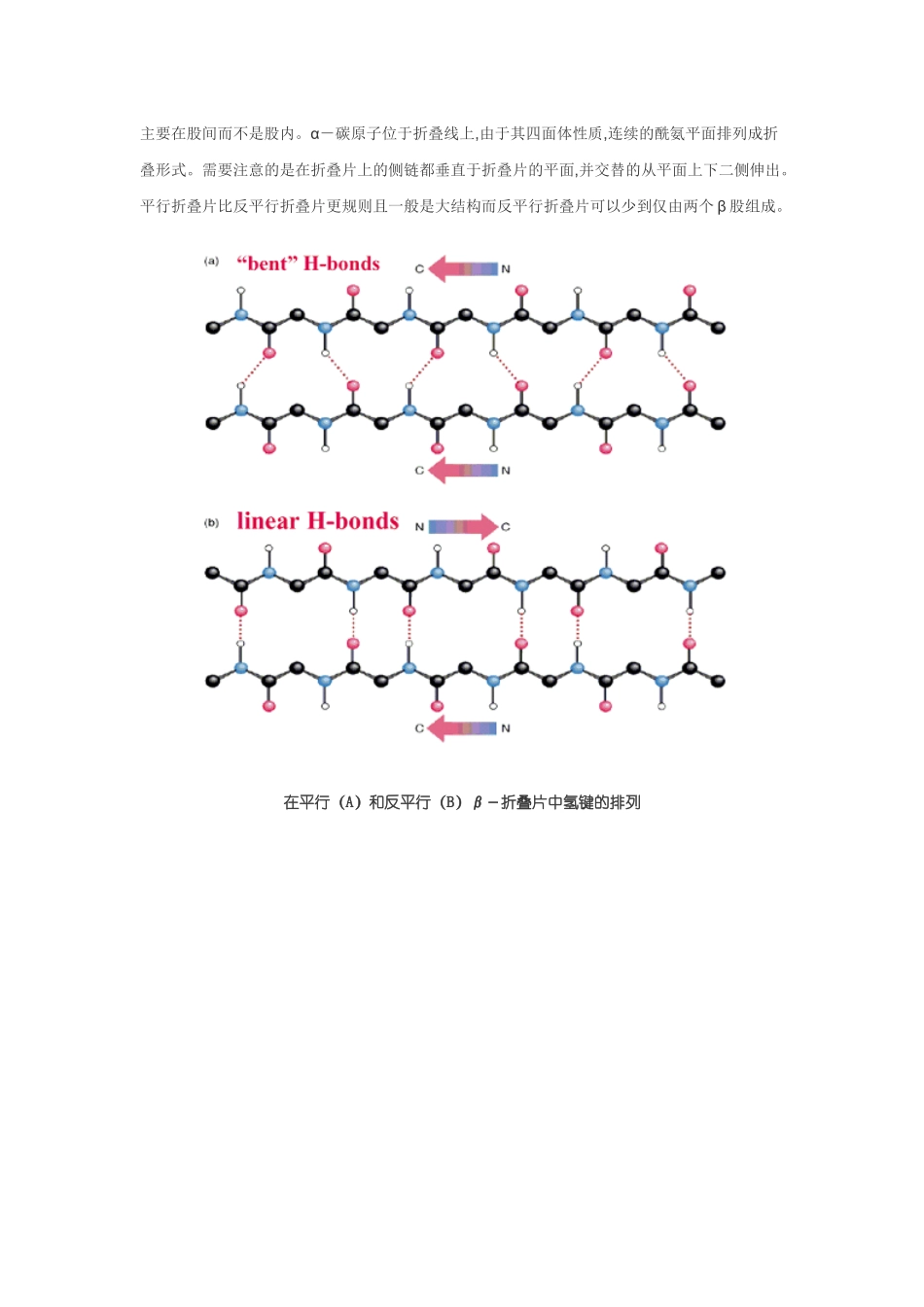 蛋白质的二级结构 示意图_第2页