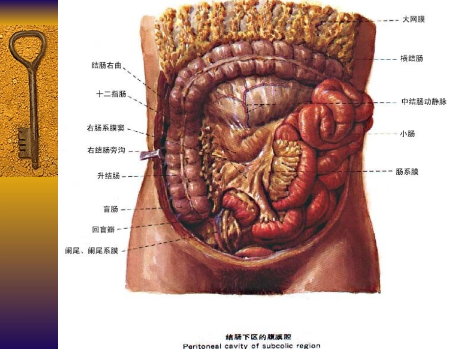 肠梗阻ppt_第3页