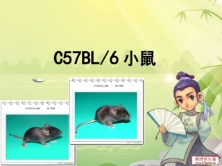 C57BL／6小鼠  金紫菱