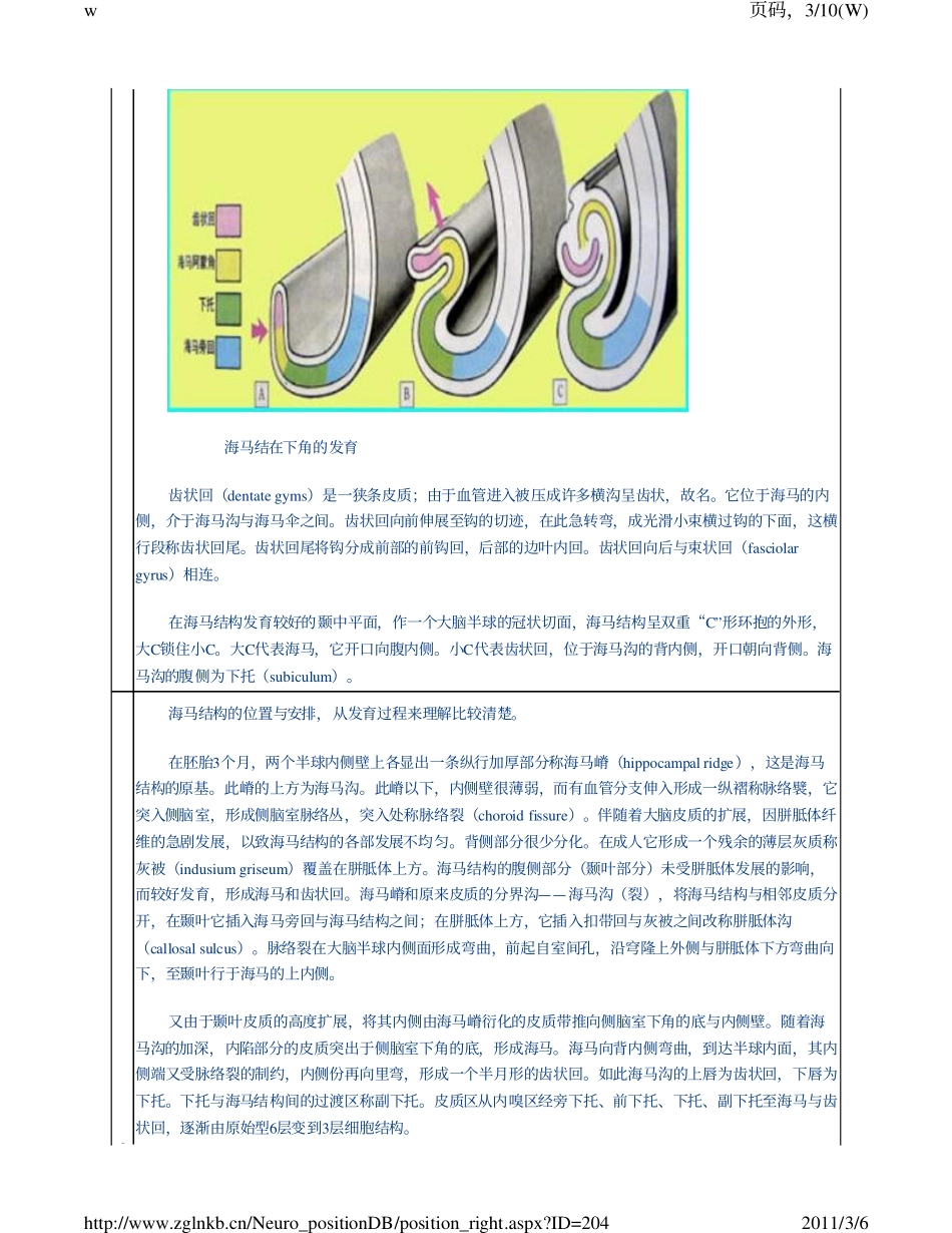 hippocampal formation_第3页