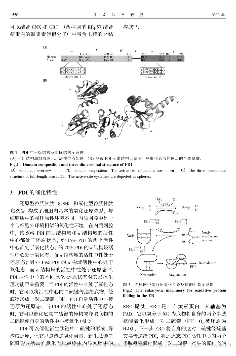 蛋白质二硫键异构酶家族的结构与功能_第3页