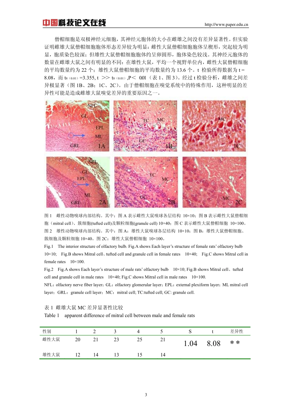 大鼠嗅球内僧帽细胞及其它结构的性别差异_第3页