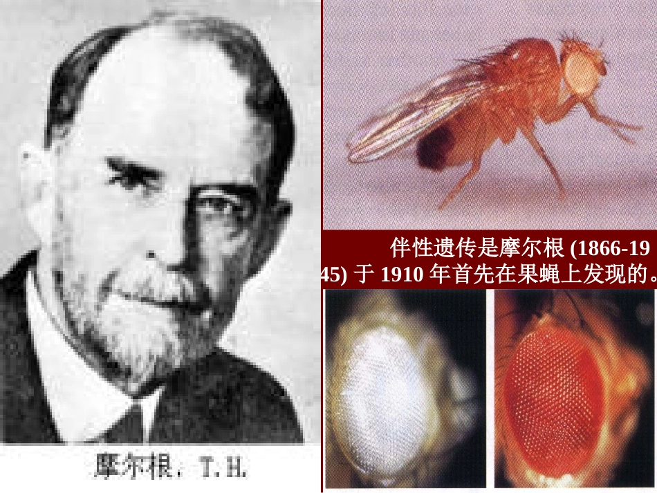伴性遗传是摩尔根(1866-1945)于1910年首先在果蝇上发现_第2页