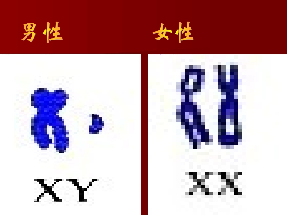 伴性遗传是摩尔根(1866-1945)于1910年首先在果蝇上发现_第3页
