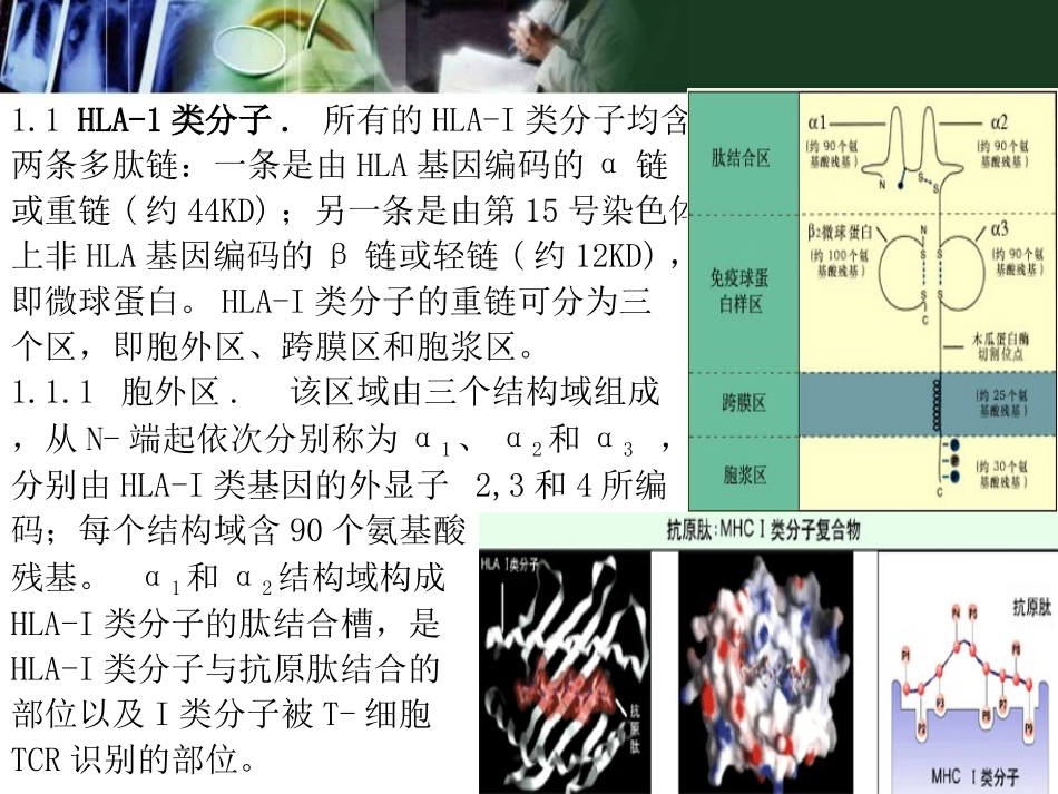 第八章 主要组织相容性复合物_第3页