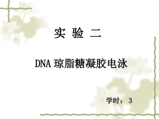 DNA琼脂糖凝胶电泳
